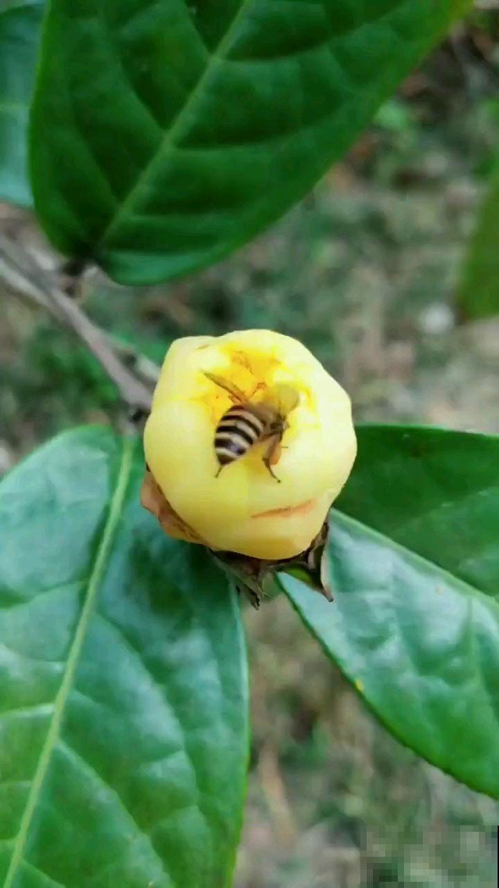 工薪族舍不得买的4种花,个个昂贵有气质,有钱了一定要买个遍 工薪族舍不得买的4种花,个个昂贵有气质,有钱了一定要买个遍