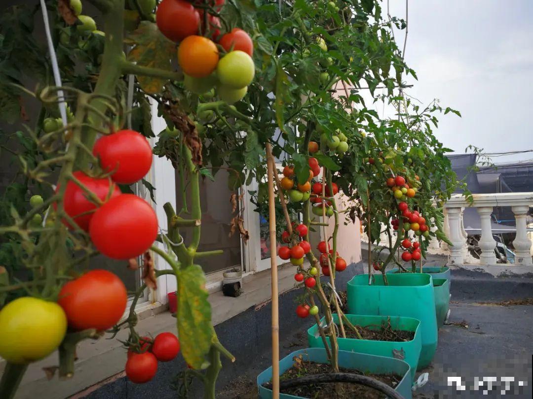 50种花春天播种,长满小院子,能开一整年 50种花春天播种,长满小院子,能开一整年