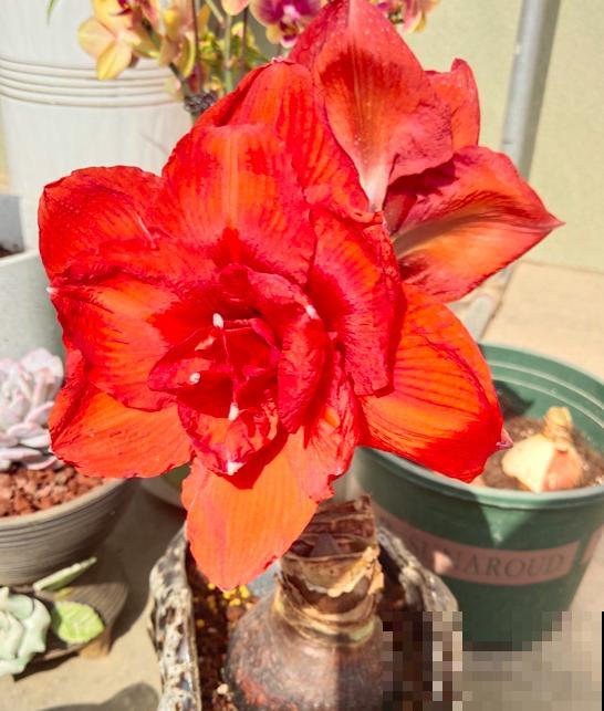 开败了的年宵花，别急着丢，剪一剪，来年还能接着开