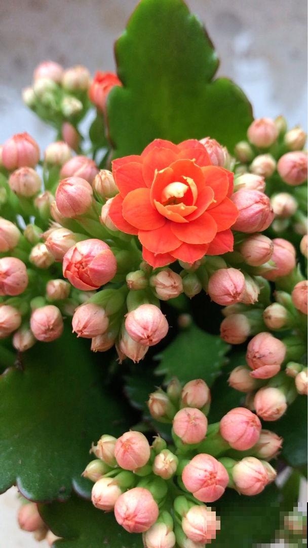 4个好习惯，春天养护长寿花，还能接着爆盆