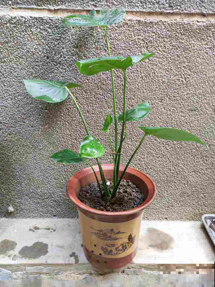 养花不能忽视花盆，选好了花长得壮，选错了花都死翘翘