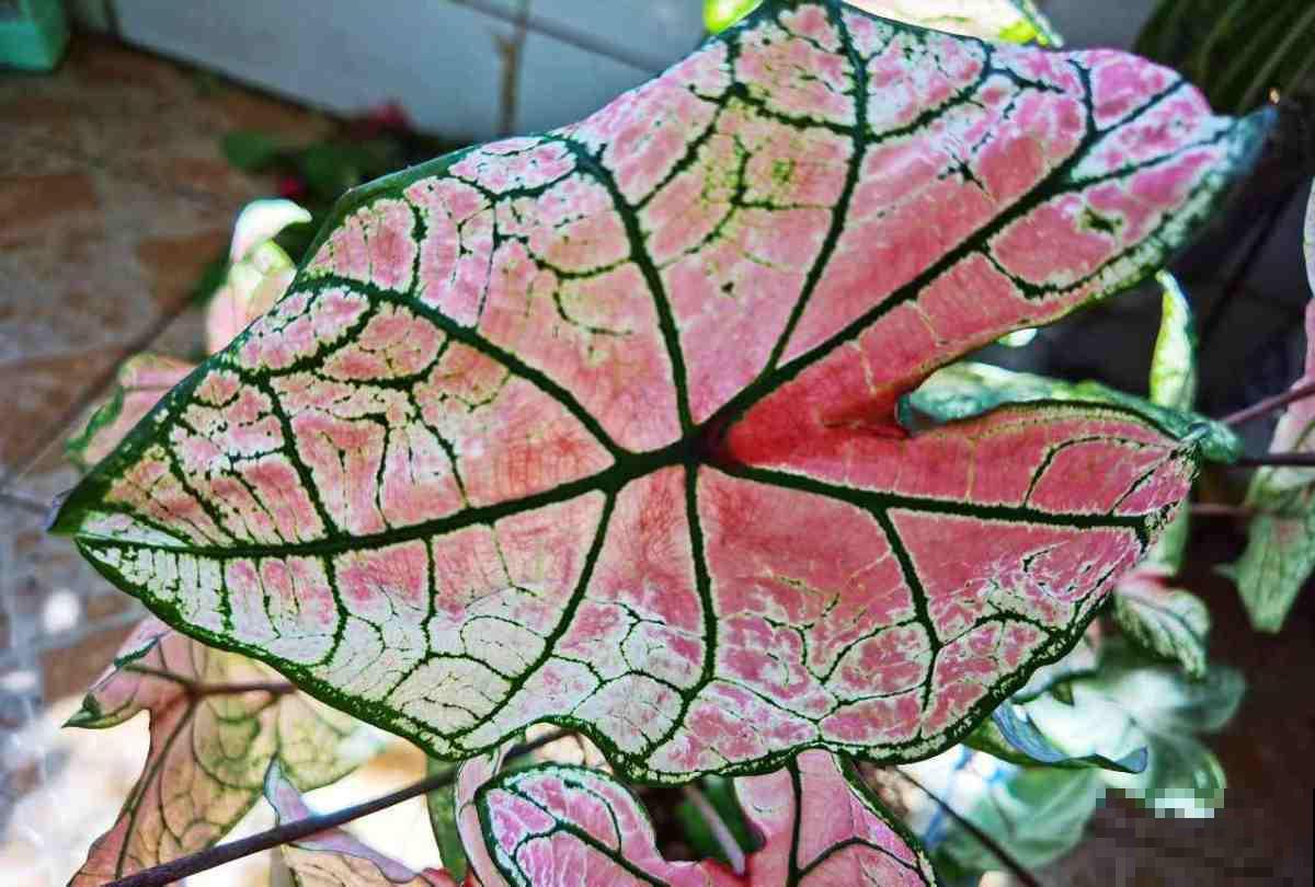 有格调的人爱养6种花，叶子颜值堪比油画，有气质好养活