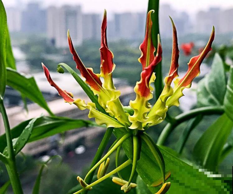 会变色的5种花,春天养家里,奇特有乐趣,阳台变花园 会变色的5种花,春天养家里,奇特有乐趣,阳台变花园