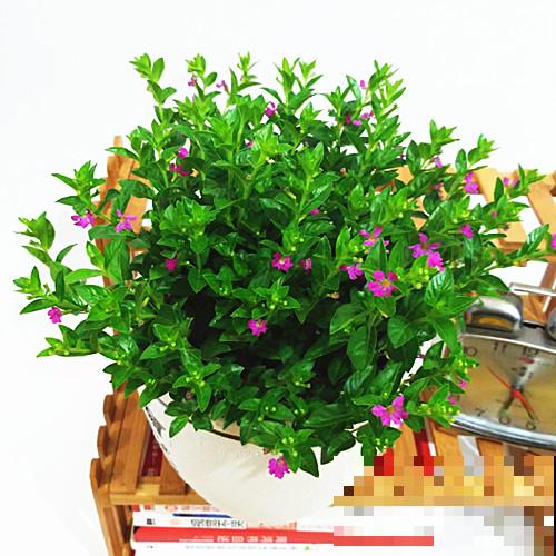 银星海棠花养殖，记住这4点，开出大花苞