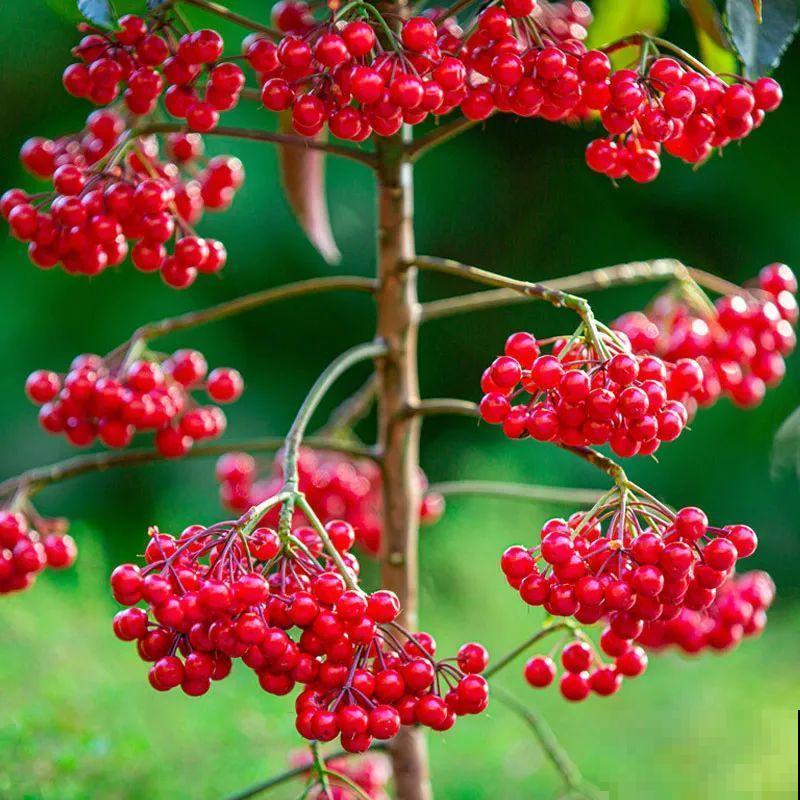 年底养盆喜庆花,有招财旺运好兆头,红红火火好运来 年底养盆喜庆花,有招财旺运好兆头,红红火火好运来