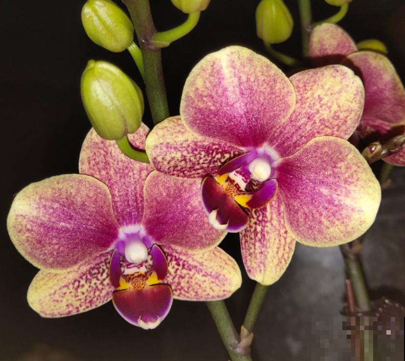 冬天养蝴蝶兰,要注意4“不能”,花朵能开3个月 冬天养蝴蝶兰,要注意4“不能”,花朵能开3个月