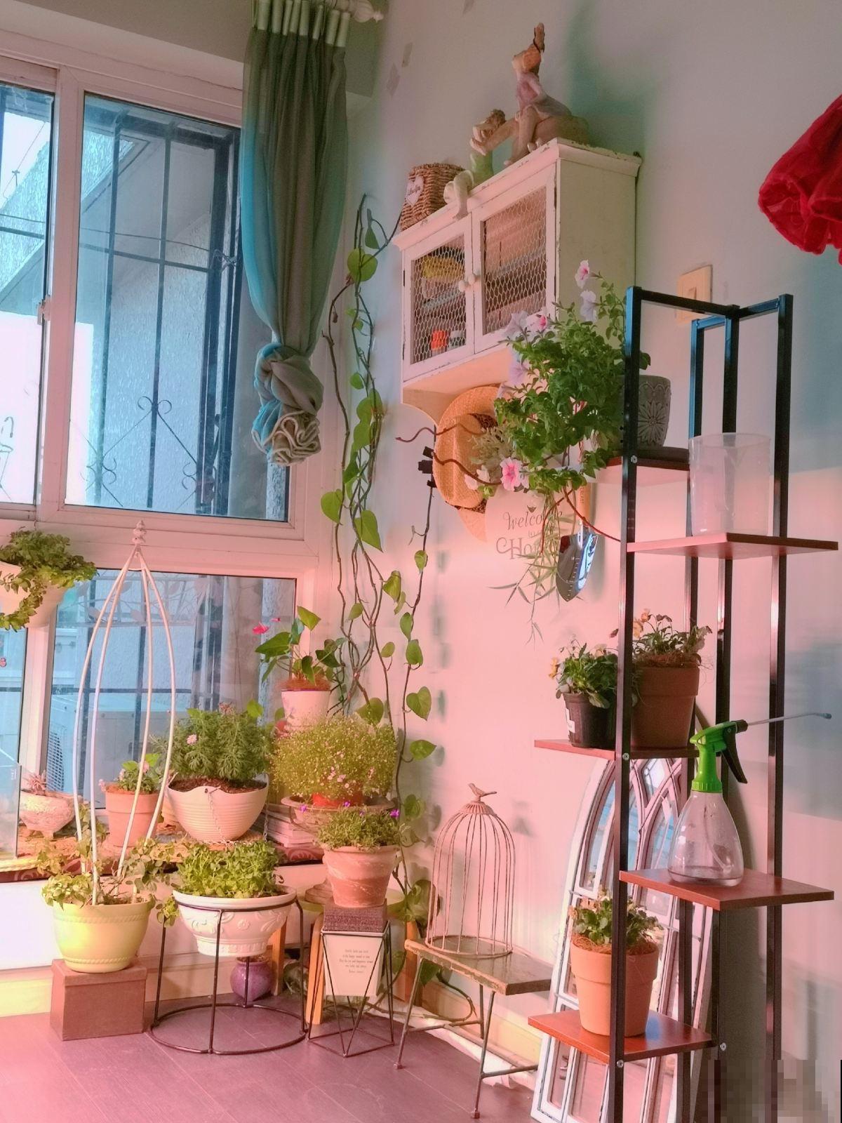 家里养了花，花旺人就不会旺，这是个什么说法？