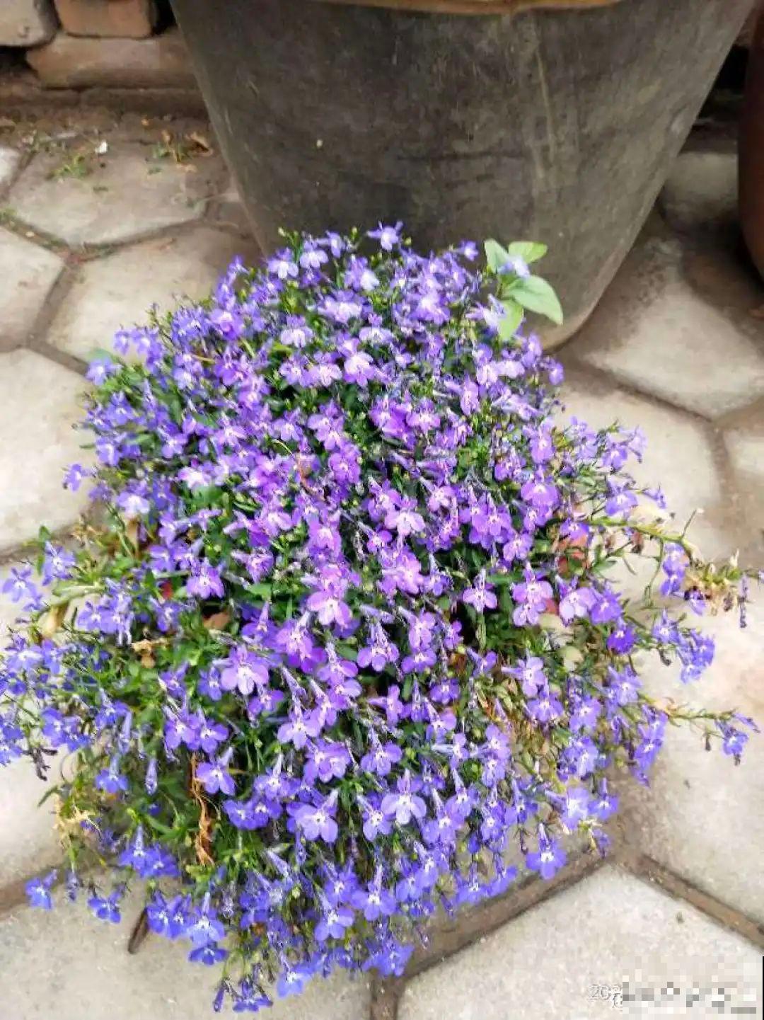 小阳台的爆花机器,1棵爆出一大盆,窗台、晾衣杆都挂满 小阳台的爆花机器,1棵爆出一大盆,窗台、晾衣杆都挂满