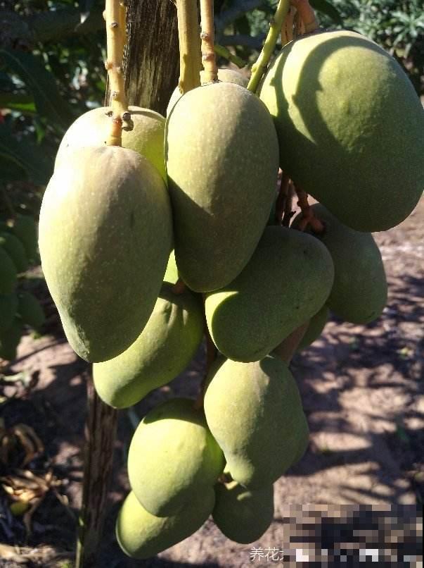 南方烂大街的花，在北方可真难养，心累