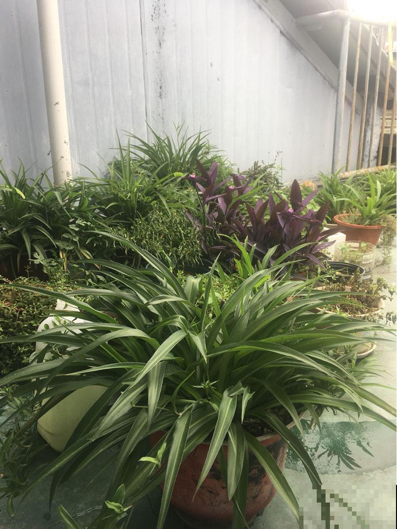 顶楼天台养花，不注意这3点，再皮实的花也养不好