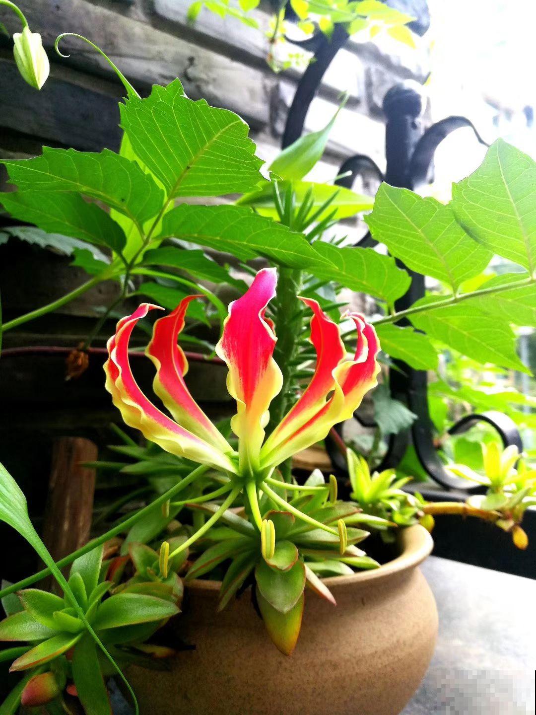 名声赫赫的嘉兰百合，开花像火焰一样，从夏天开到秋天