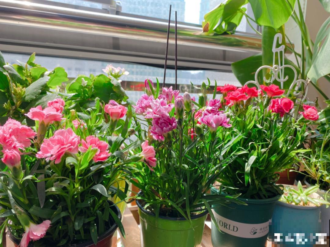 1种花满盆花苞,春天养正好,爆盆很容易 1种花满盆花苞,春天养正好,爆盆很容易