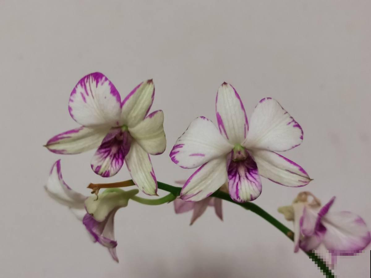 超级耐阴的植物，不用光也能长得旺，还能呼呼开花