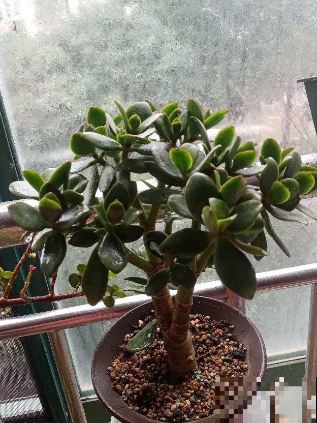 家里地方大的，可以养盆“树形多肉”，养的越大越值钱