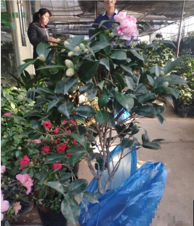 年前不敢买的“贵货花”，现在捡漏，价格低到“不可思议”