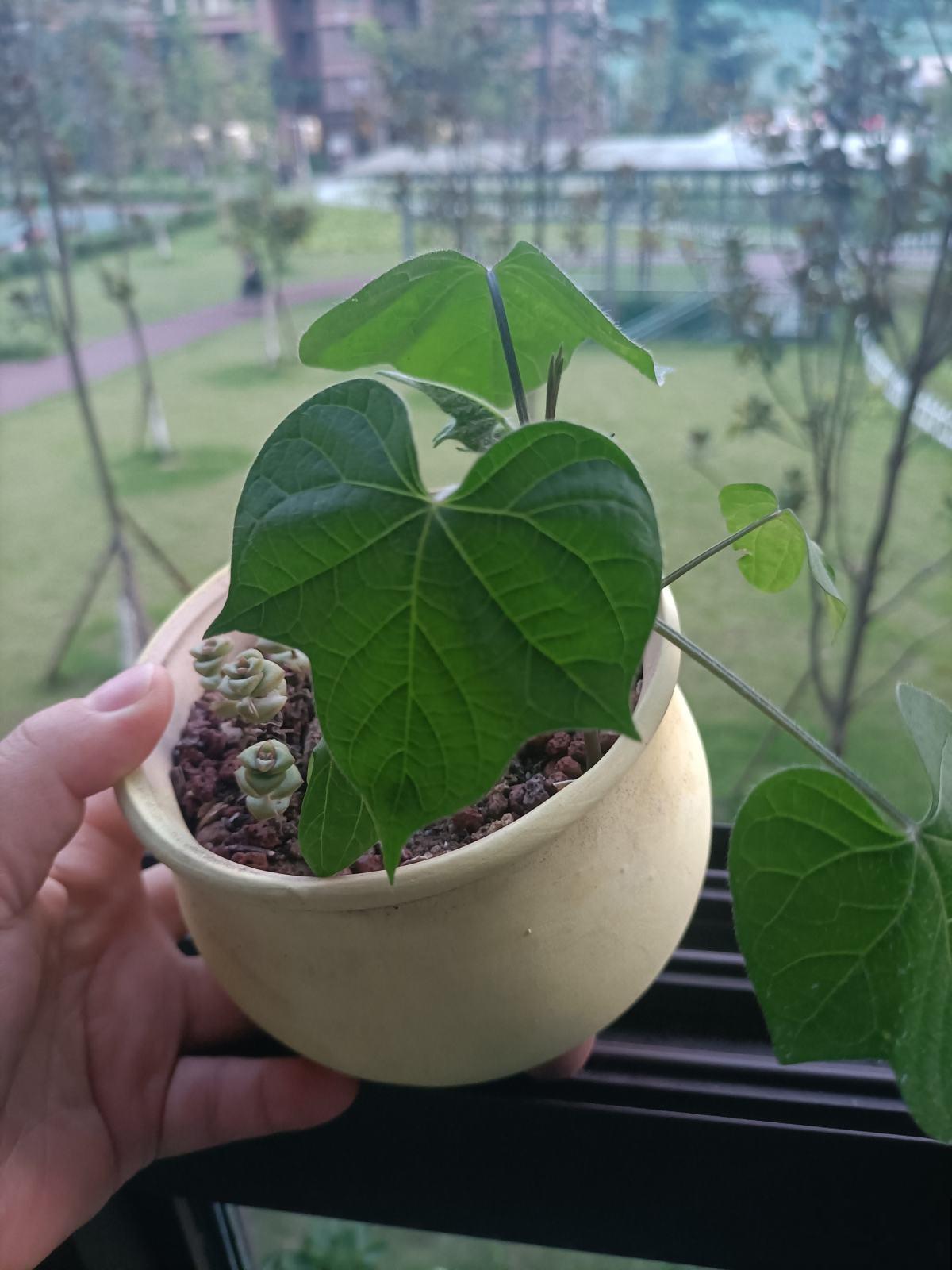 养花要切记，3种盆3种土3种水不能用，花容易死翘翘