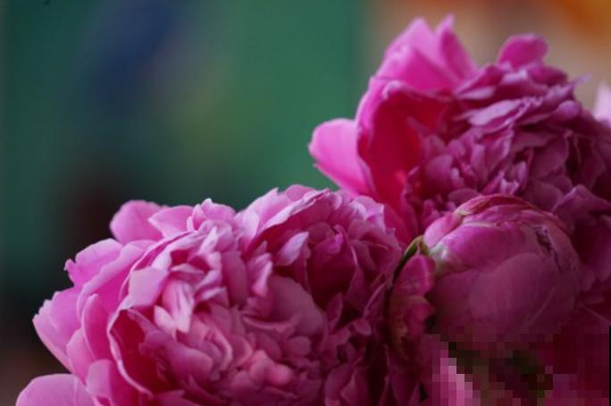 紫红色的花有很多，最常见的5种，你喜欢那种