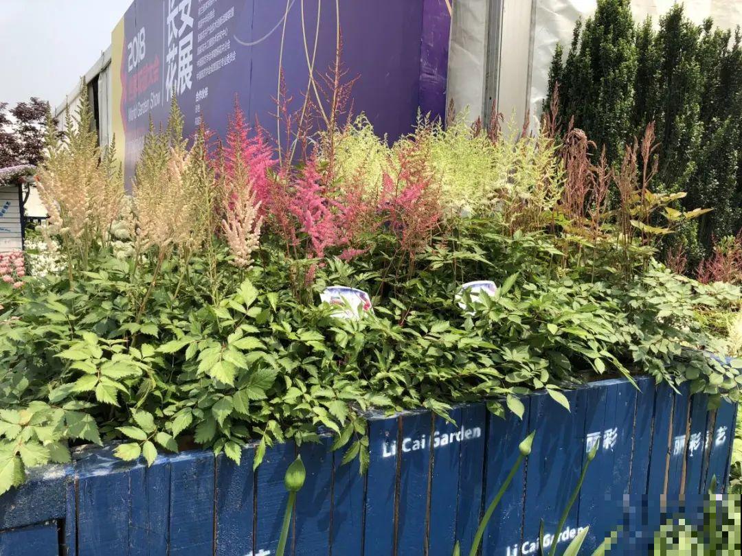 过年烟花没看够，快养这9种花，开花更美