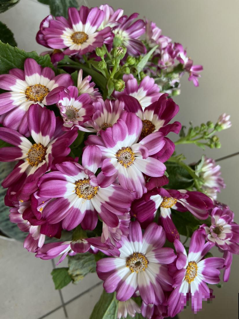 适合短时间养殖的4种花，再心疼开败了也要扔