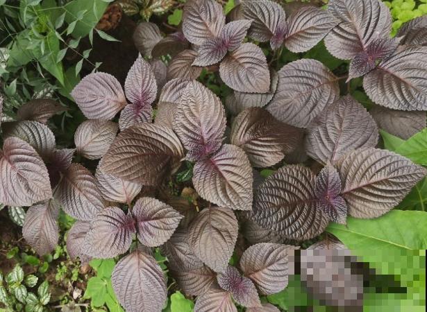 紫苏叶子卷曲，不要着急，主要和这4点有关