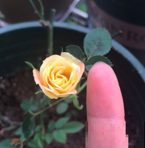 8种植物，春天开正盛，室内室外都能养，呼呼爆盆