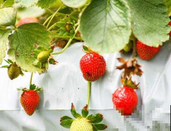 水培草莓的种植方法，注意这5点，轻松结出草莓