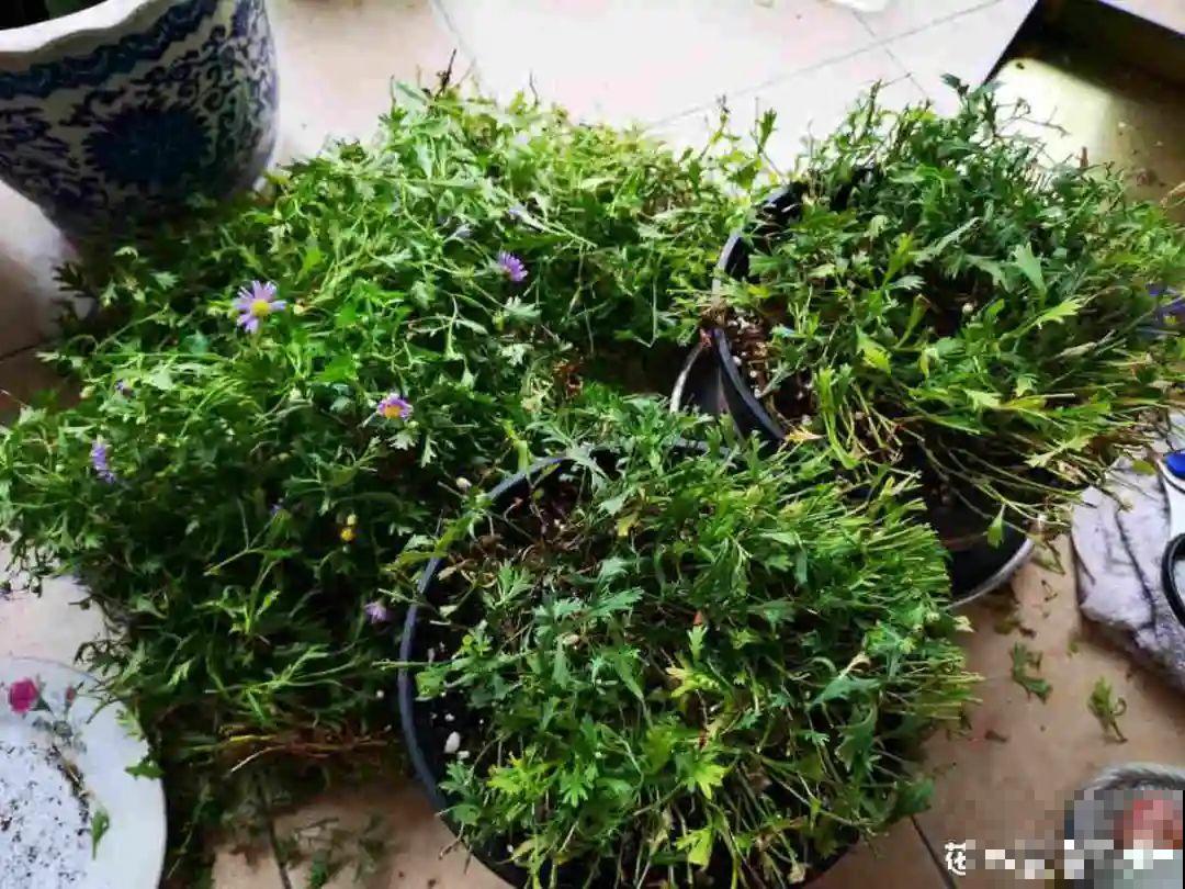 草花中的“小霸王”,耐热耐寒耐阴,开花能开大半年! 草花中的“小霸王”,耐热耐寒耐阴,开花能开大半年!