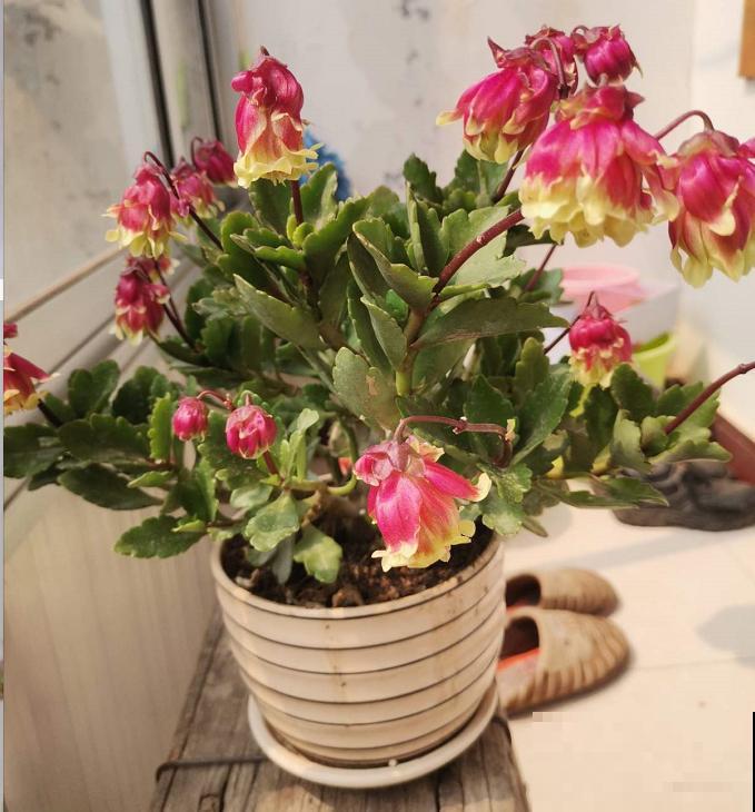 家里养盆“宫灯花”，密密麻麻全是花，能开3个月！