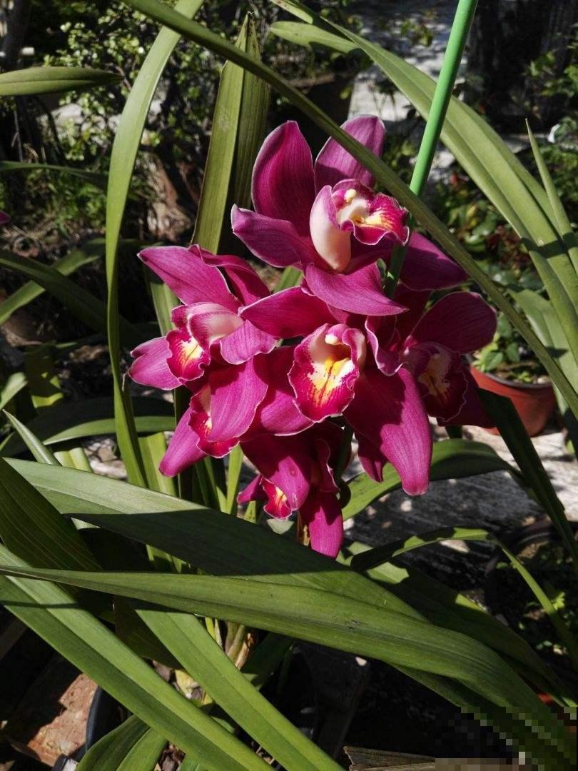 年底适合在家养兰花,常见4种“富贵吉祥”兰花,你喜欢哪一种? 年底适合在家养兰花,常见4种“富贵吉祥”兰花,你喜欢哪一种?