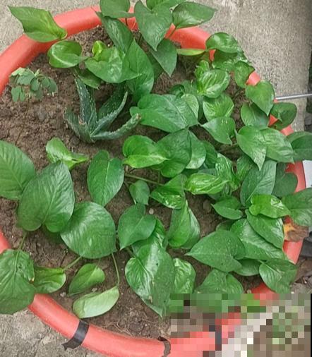 大叶植物要“洗澡”,养分才能更充足 大叶植物要“洗澡”,养分才能更充足