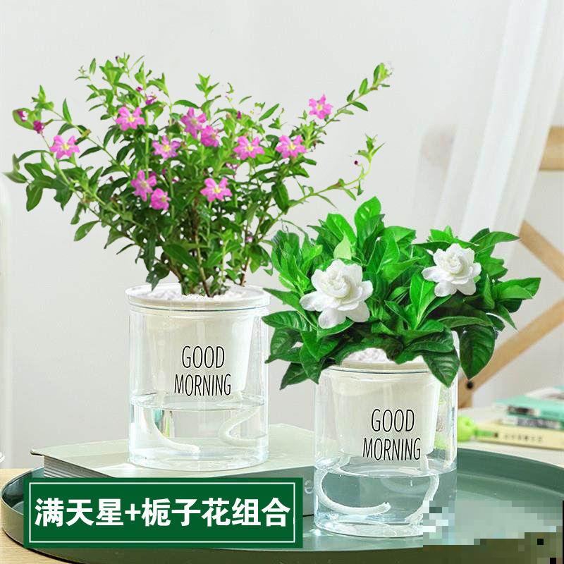 4种水培植物，拯救不会浇水的你，养在室内绿油油