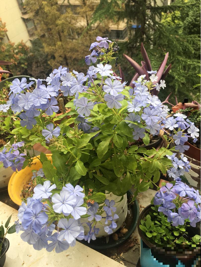 初春养花，选4种开花多的，阳台变花海