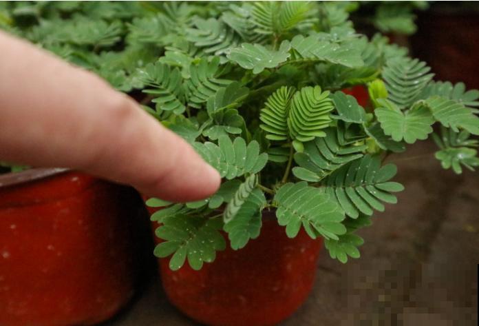 花卉界的“害羞小姐姐”,想要它开花不难,关键注意5要点 花卉界的“害羞小姐姐”,想要它开花不难,关键注意5要点