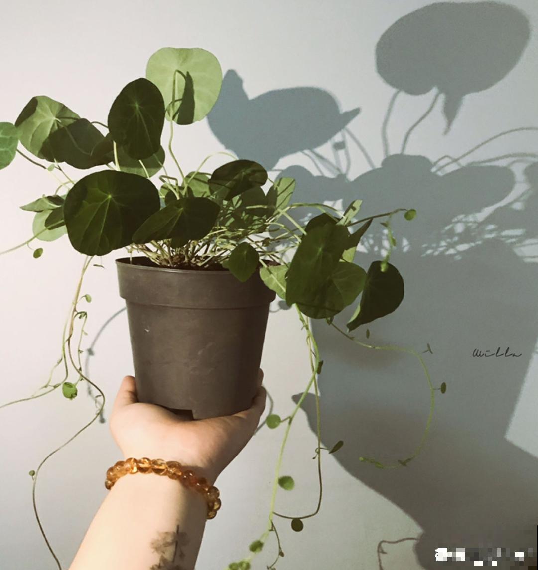 寿命长,爬藤快的“土坨”,家里养一棵,有招财进宝好兆头 寿命长,爬藤快的“土坨”,家里养一棵,有招财进宝好兆头