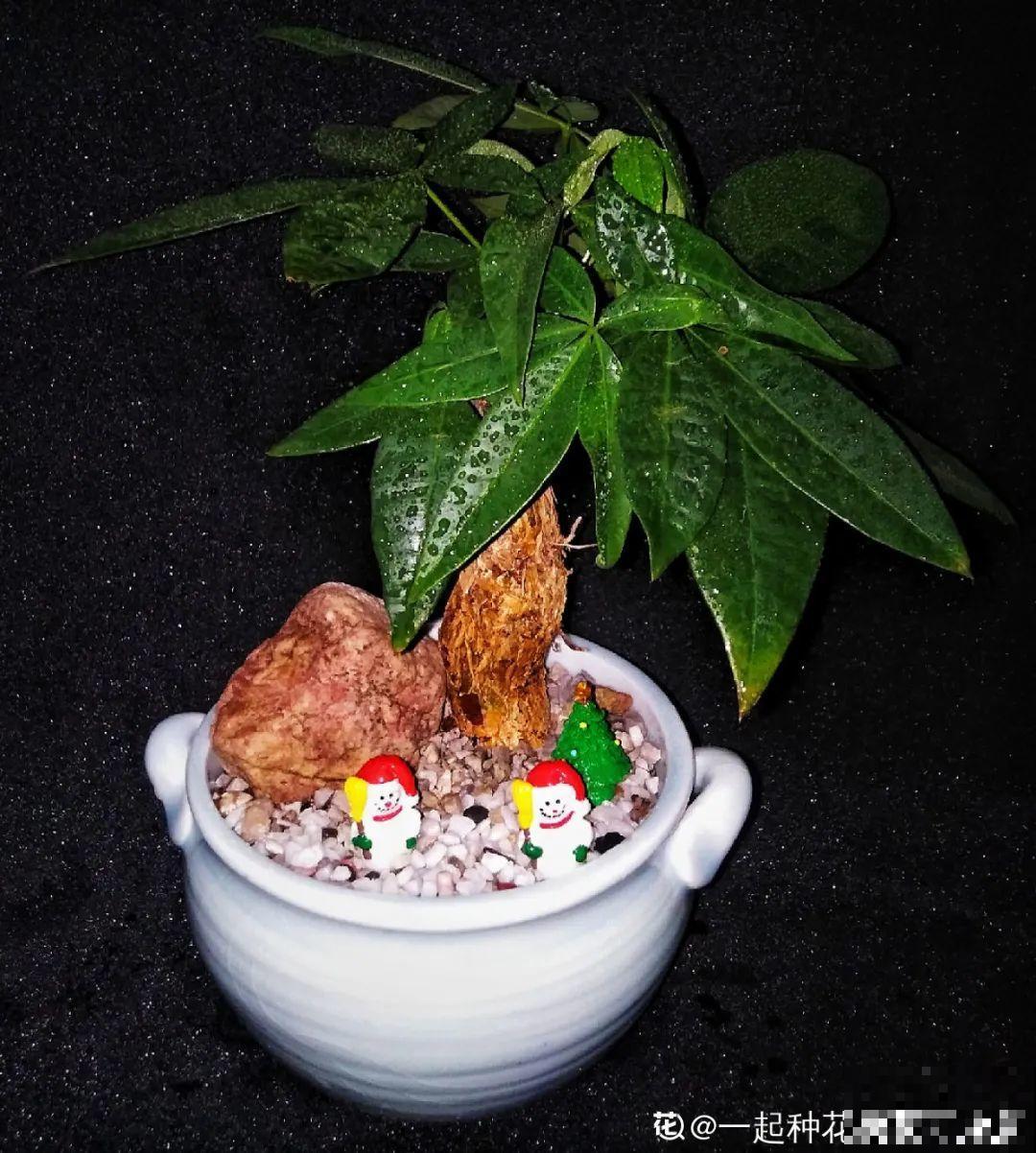 老人常说,6种吉祥花,轻易不开花,开花据说有好运 老人常说,6种吉祥花,轻易不开花,开花据说有好运