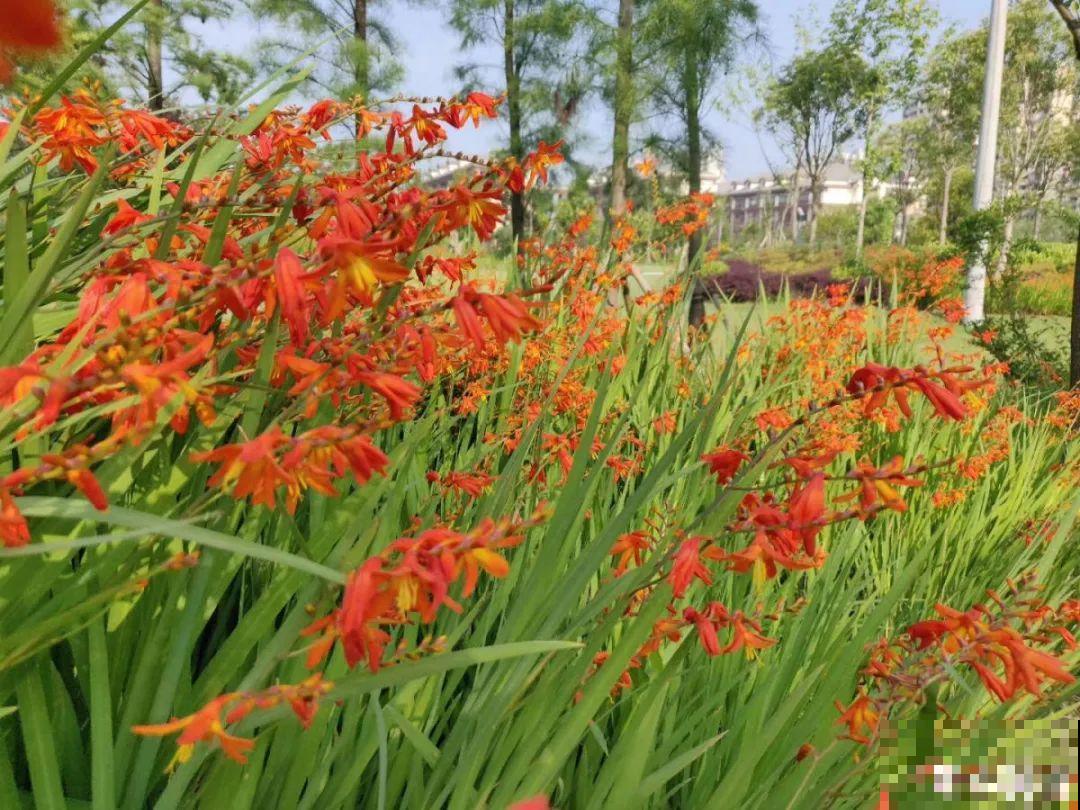 过年烟花没看够，快养这9种花，开花更美