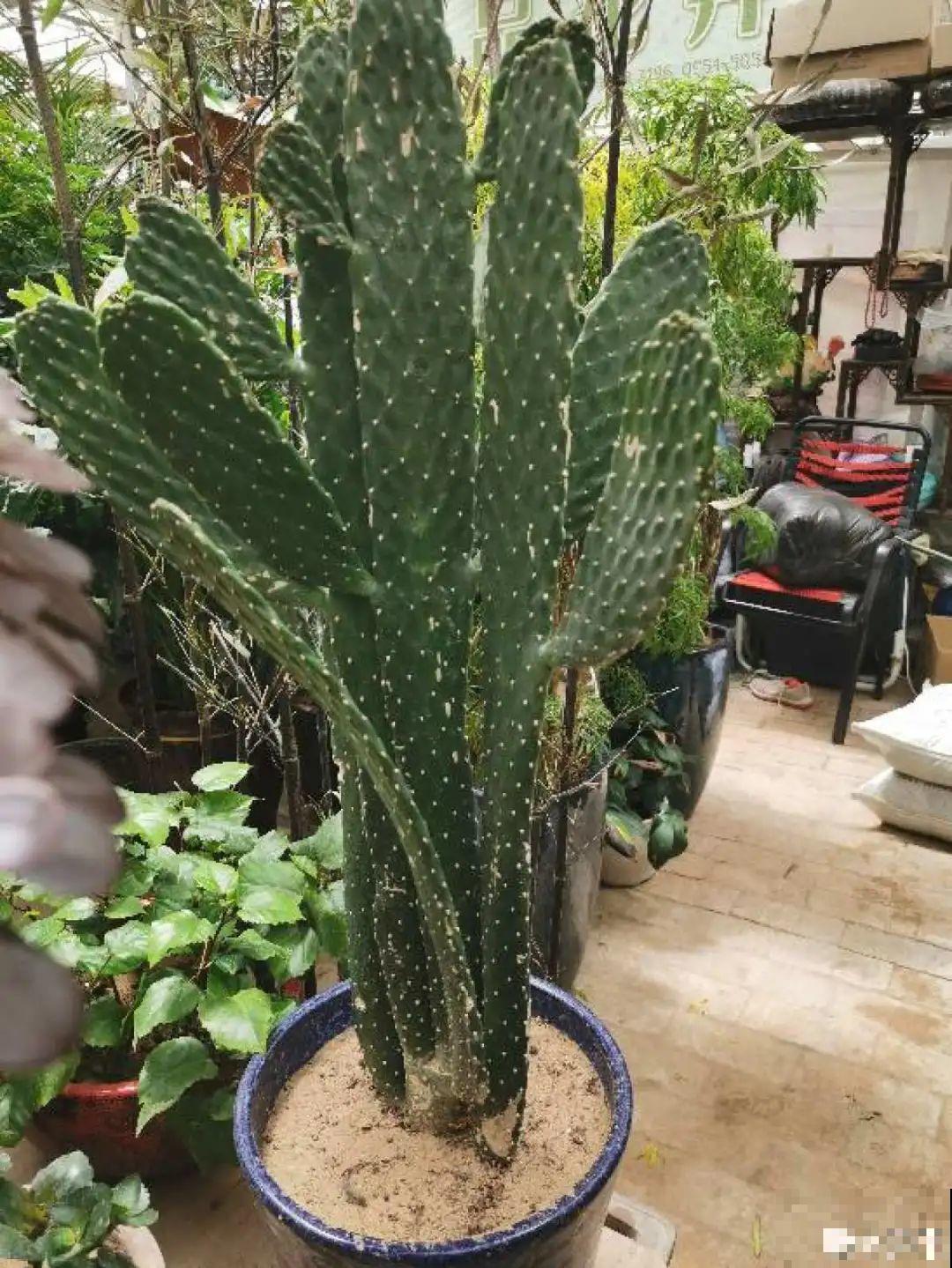 “香花卧室放，花旺人不旺”，老祖宗的良言，大有道理！