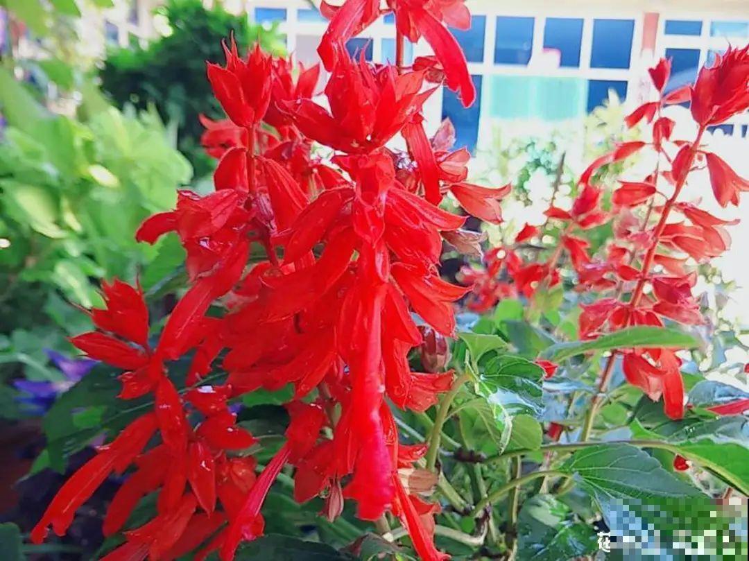 50种花春天播种,长满小院子,能开一整年 50种花春天播种,长满小院子,能开一整年