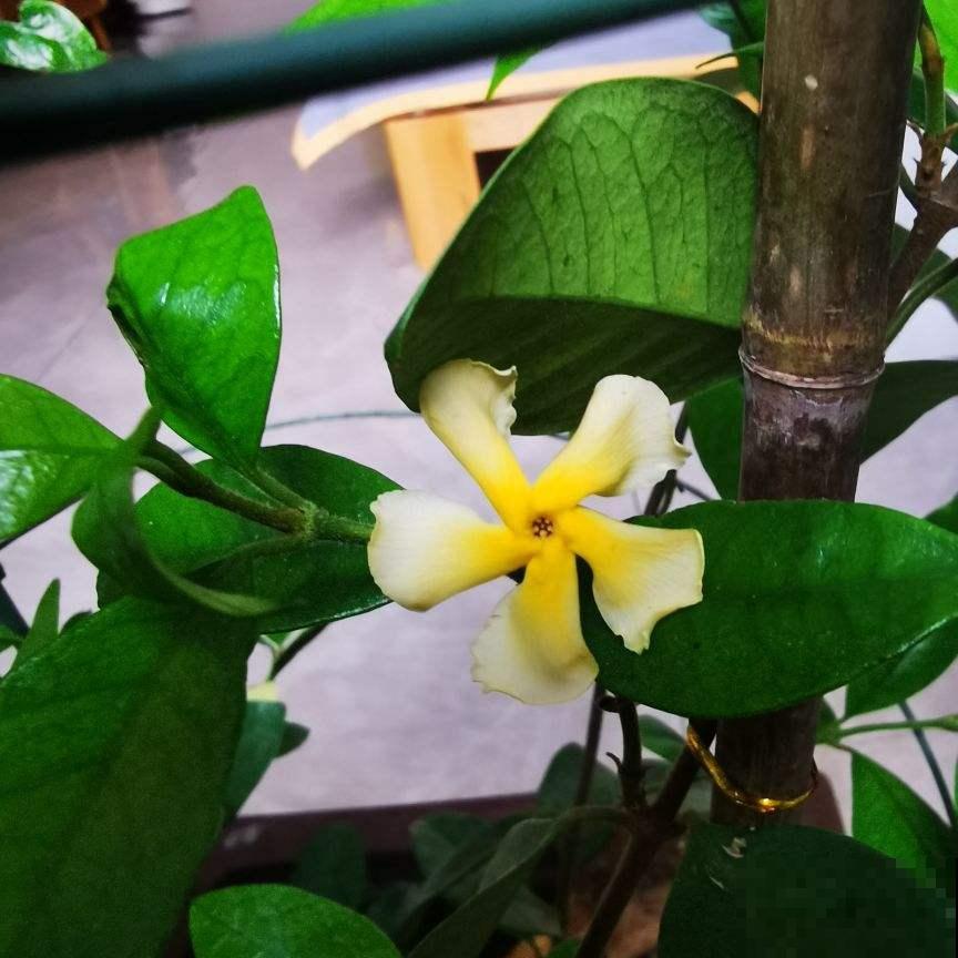 春天呼呼开花的风车茉莉,一个月后就爆花,花量超大超浪漫 春天呼呼开花的风车茉莉,一个月后就爆花,花量超大超浪漫