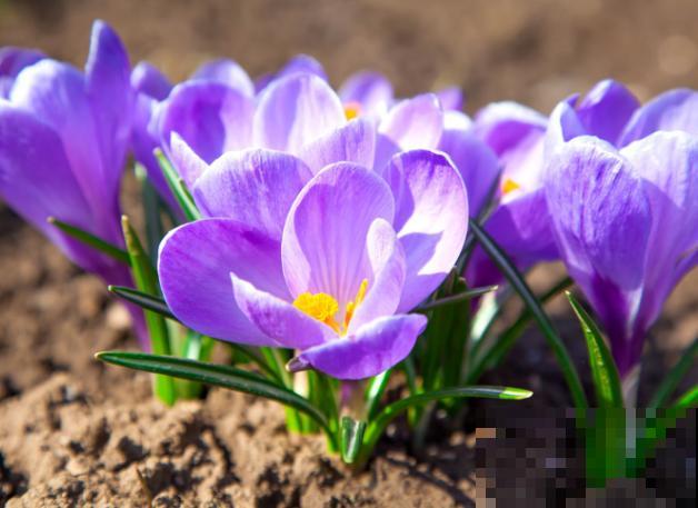 盆栽藏红花,要想活的久,这4步一定要注意 盆栽藏红花,要想活的久,这4步一定要注意