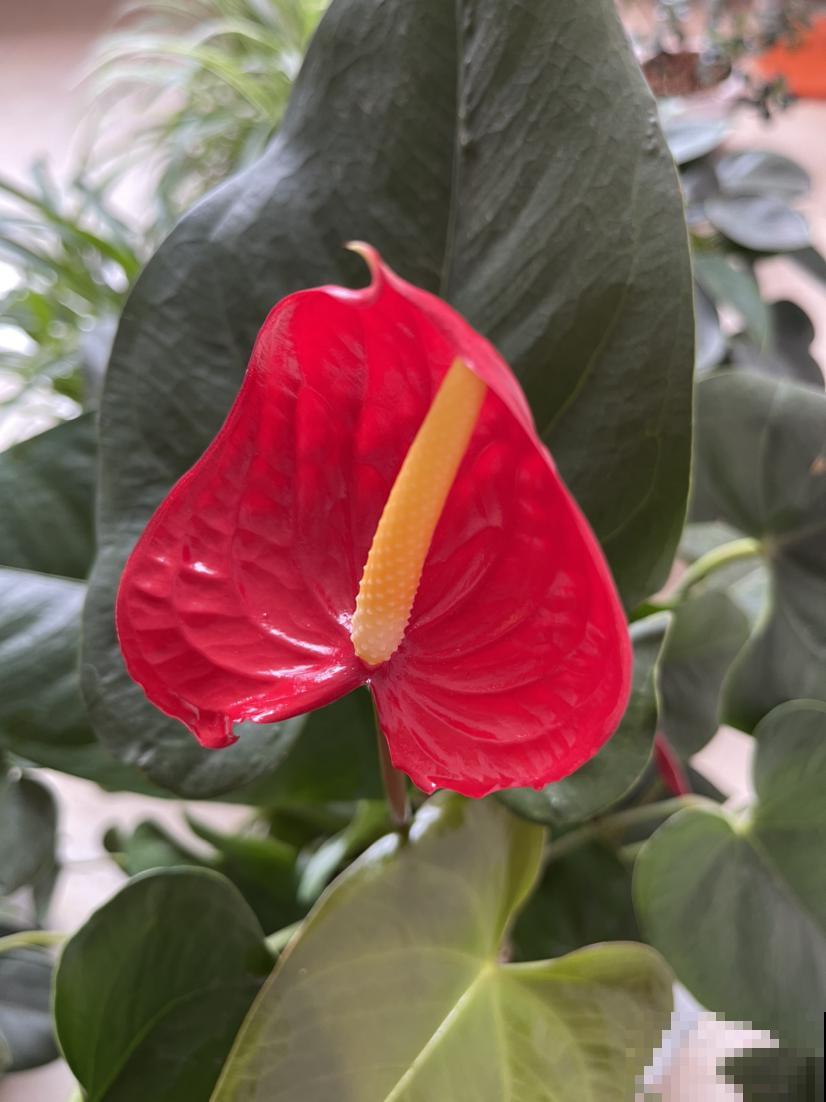 过年倒计时，6种红火花家中必备，喜庆又大气