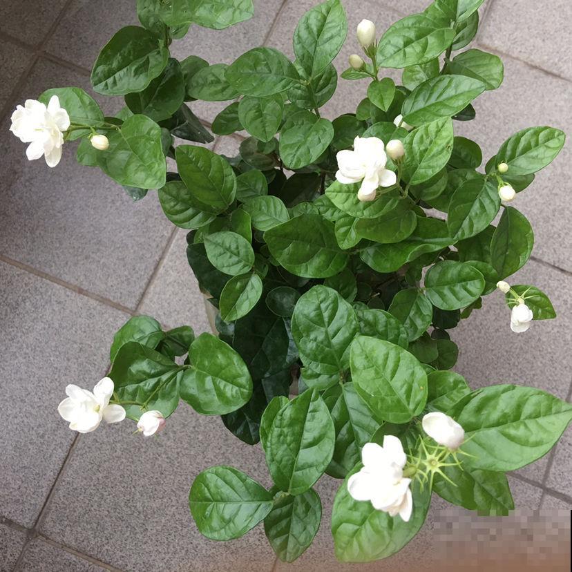 春天猛剪5种花,千万别心软,越剪越爆盆,开出满园花 春天猛剪5种花,千万别心软,越剪越爆盆,开出满园花