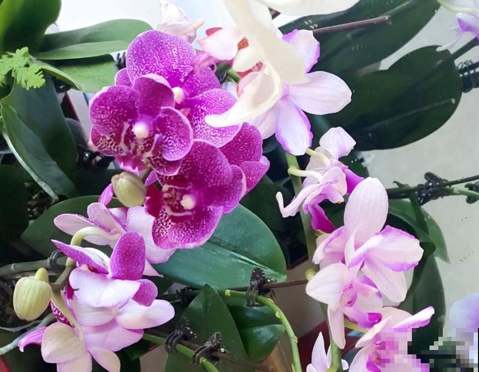 冬天养蝴蝶兰,要注意4“不能”,花朵能开3个月 冬天养蝴蝶兰,要注意4“不能”,花朵能开3个月