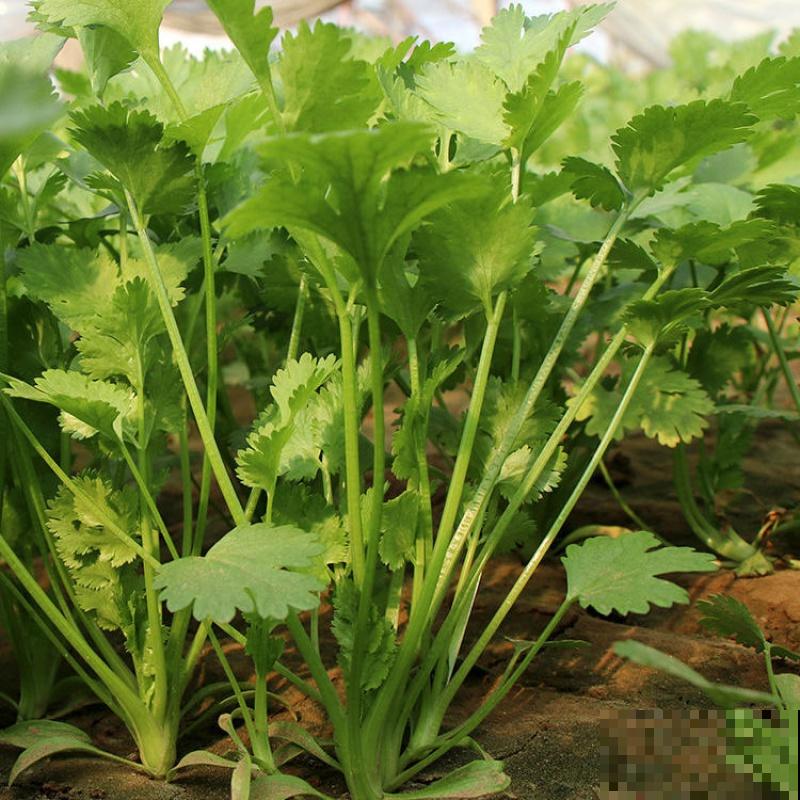 一把香菜头种土里,呼呼长出香菜苗,今年不愁吃 一把香菜头种土里,呼呼长出香菜苗,今年不愁吃