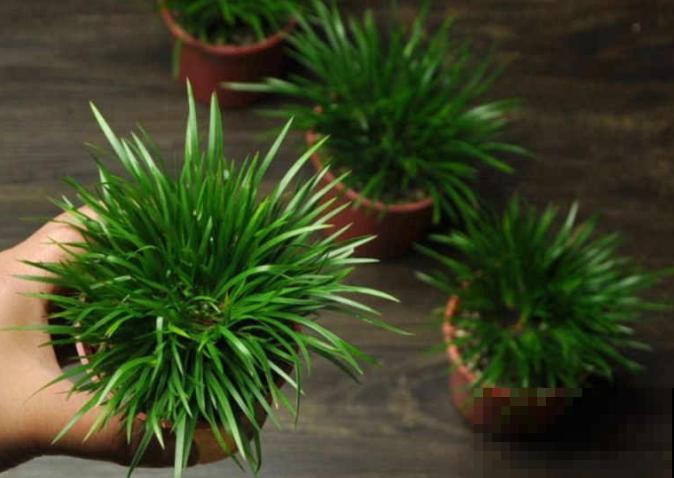 家里没光就养盆金菖蒲,耐阴长得旺,还有好兆头 家里没光就养盆金菖蒲,耐阴长得旺,还有好兆头