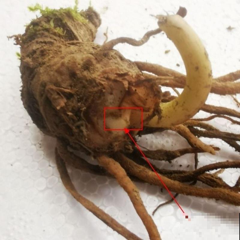 5种植物造型似伞,家里也能养殖,好看又好养 5种植物造型似伞,家里也能养殖,好看又好养