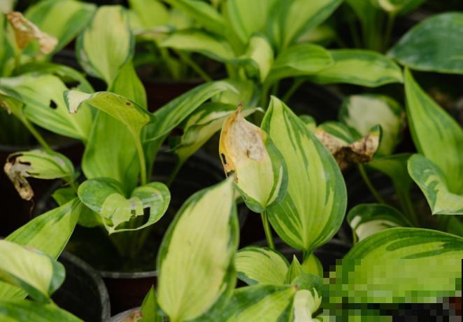 阳台党养花，可选空间太多了，小阳台也能变花海