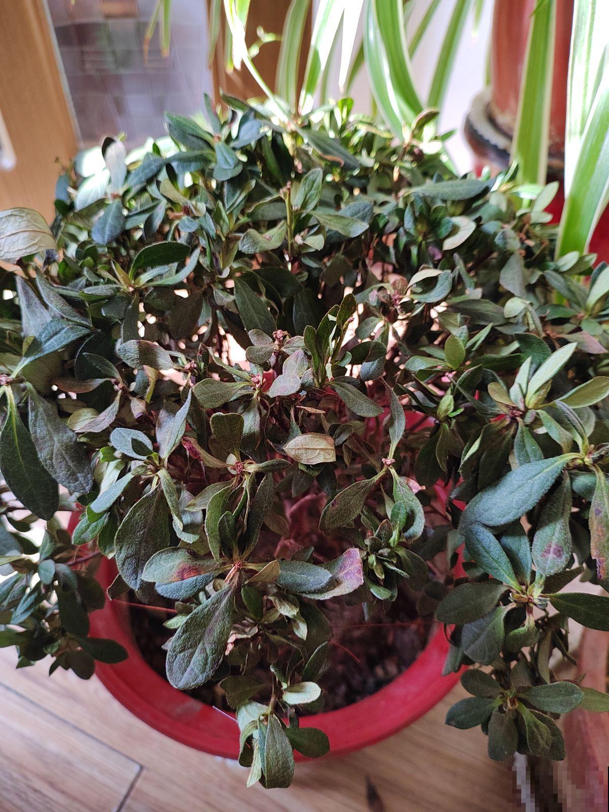 5种“坑人花”，过年买了才知上当，没技术就别养，浪费钱