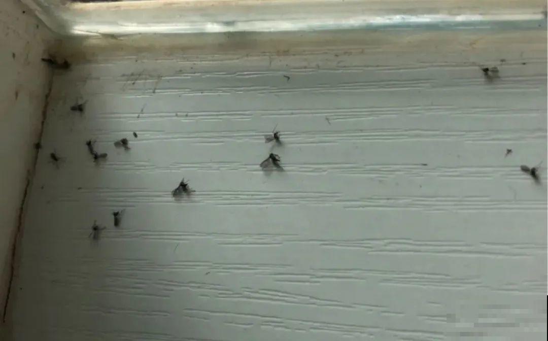 春天请个“护花神”,杀虫效果好,安全放心无污染 春天请个“护花神”,杀虫效果好,安全放心无污染