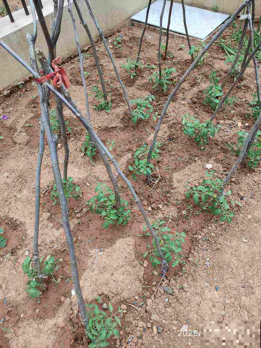 土硬得像铁疙瘩，4个要点记住，旧土壤松软像发糕